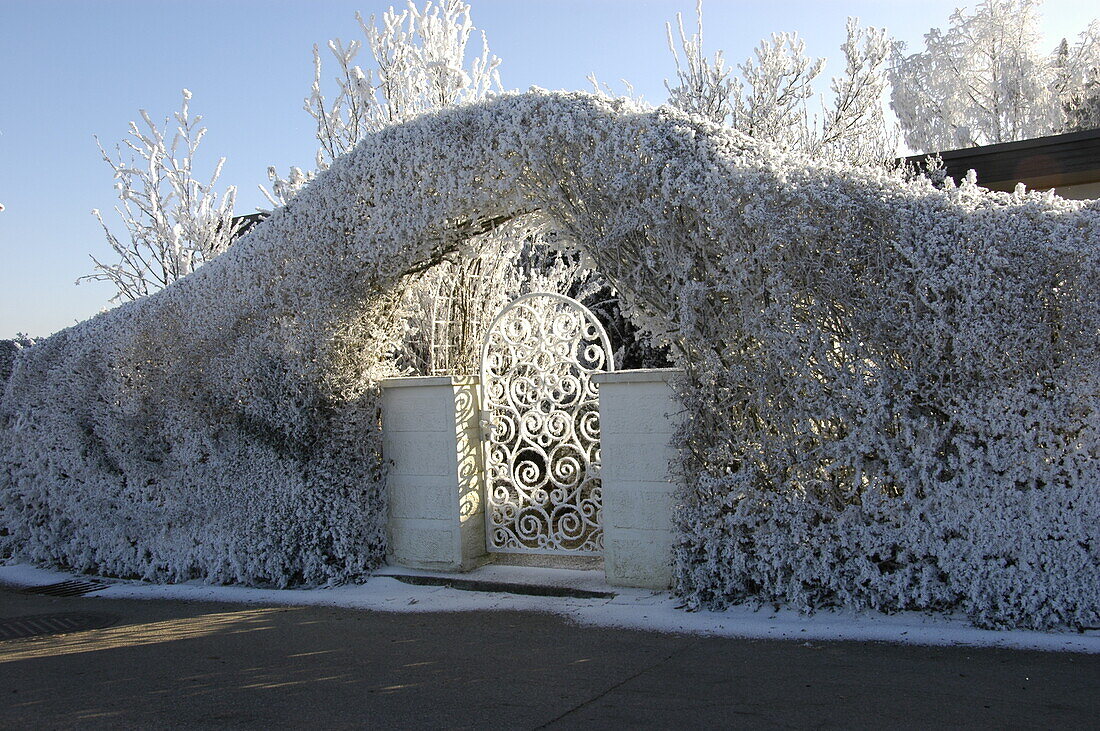 Hedge portal in winter
