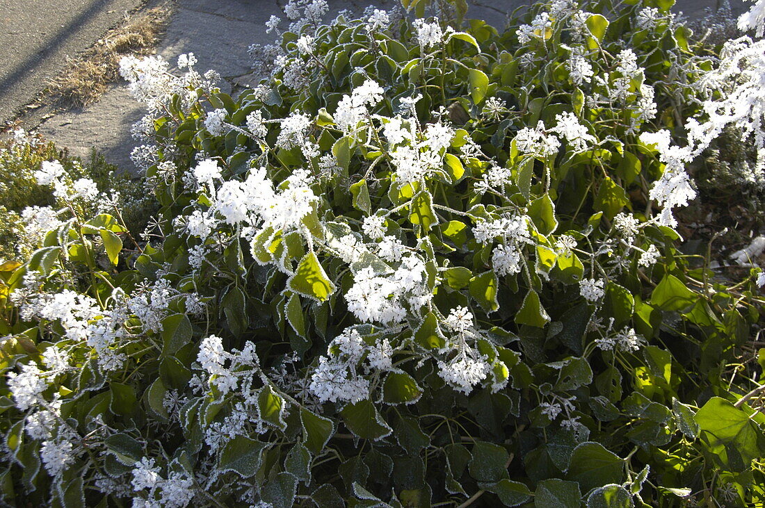 Hedera helix 'Arborescens'