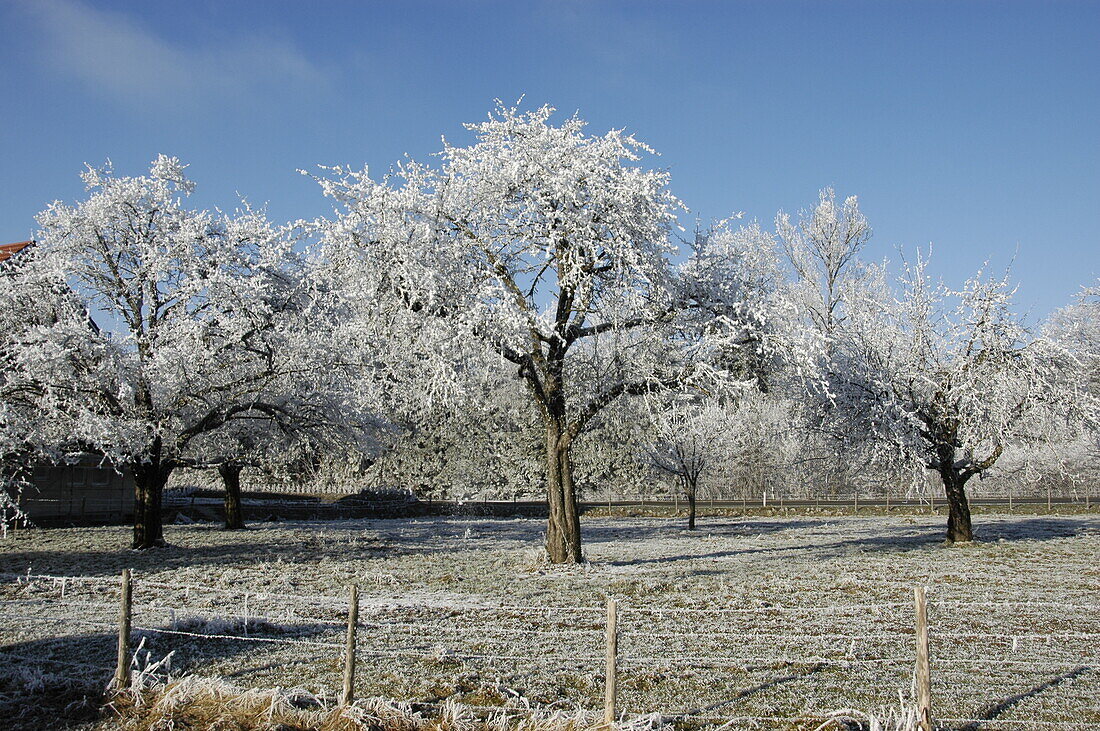 Tax orchard meadow in winter