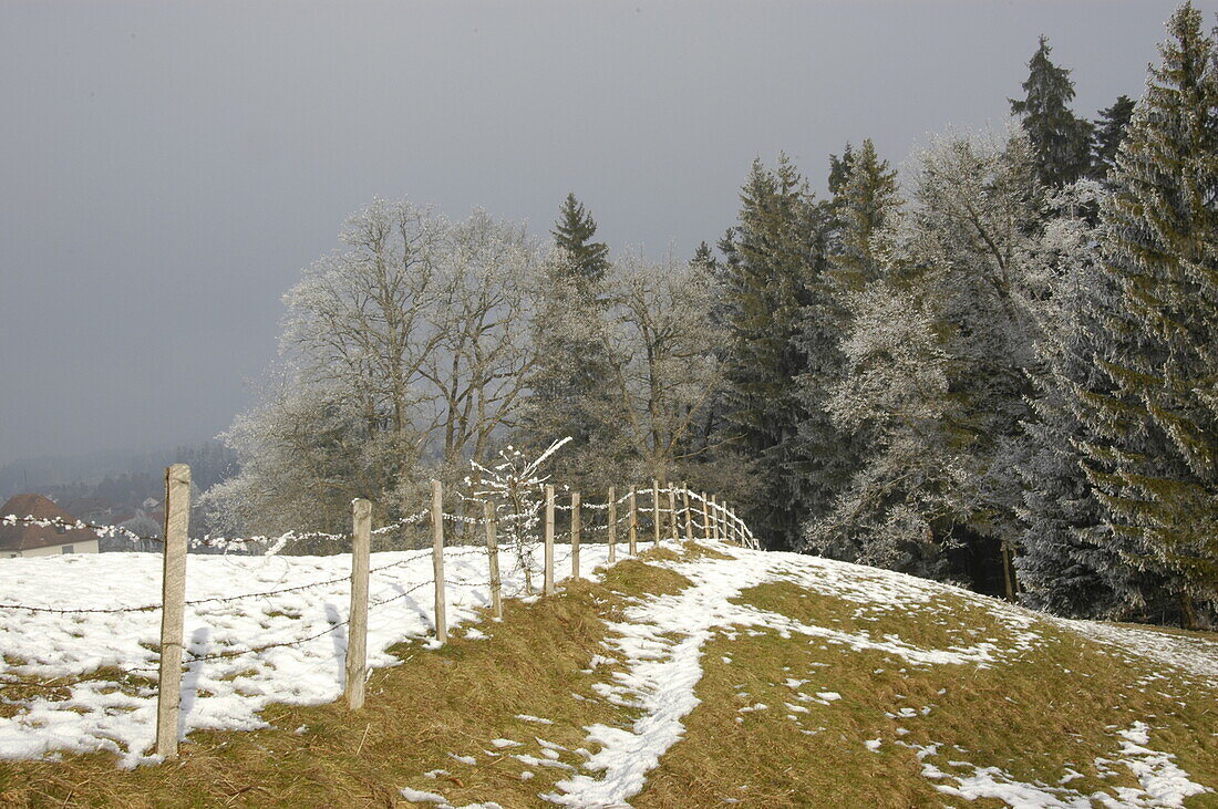 Winter landscape