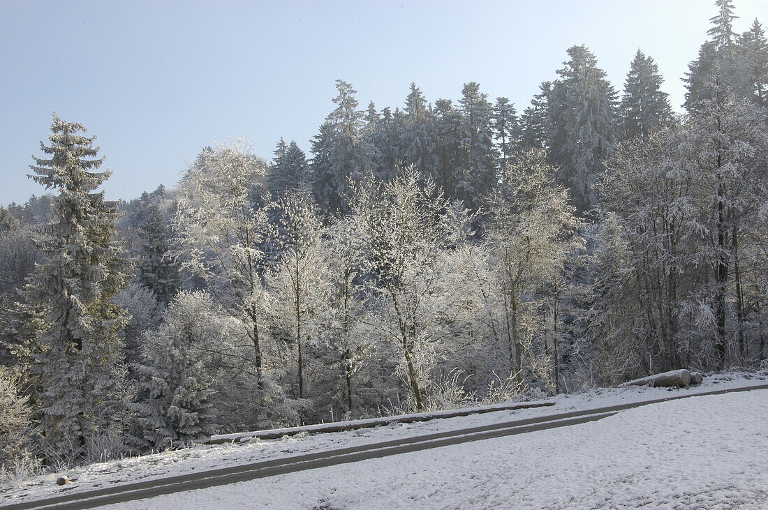 winter landscape