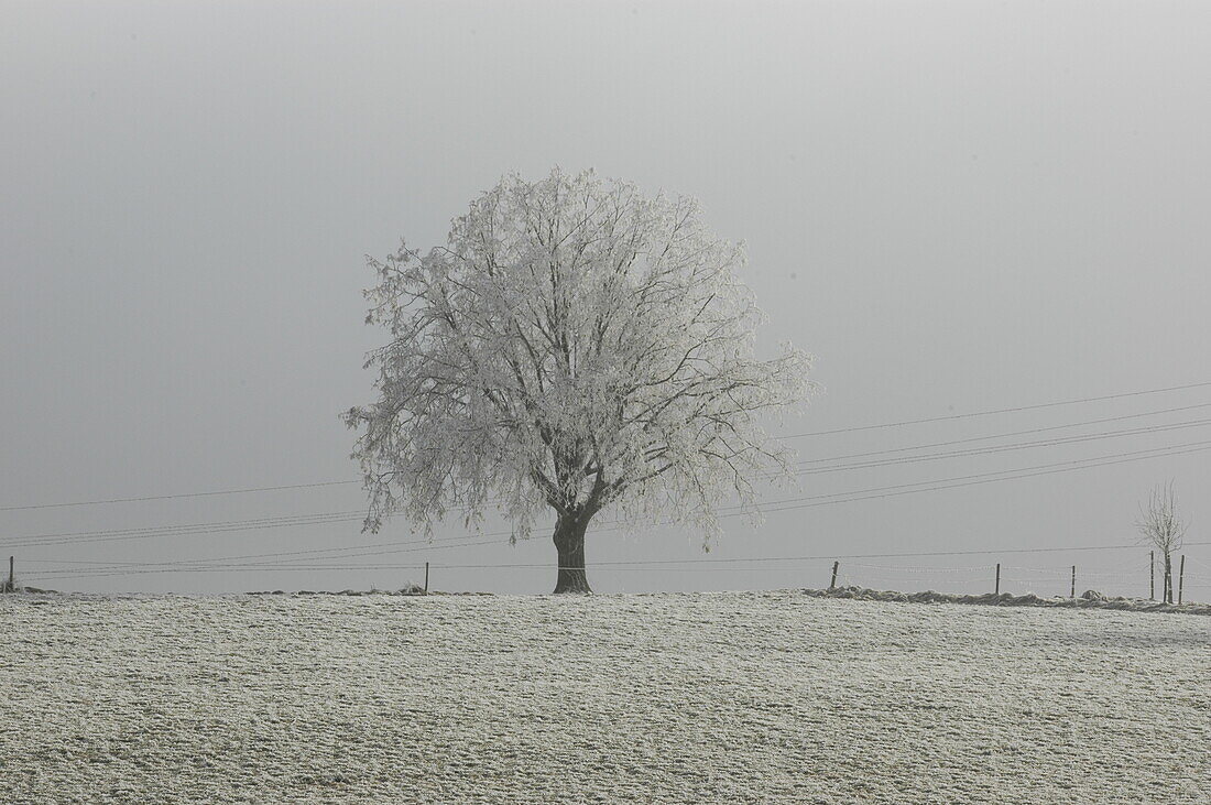 Baum im Winter