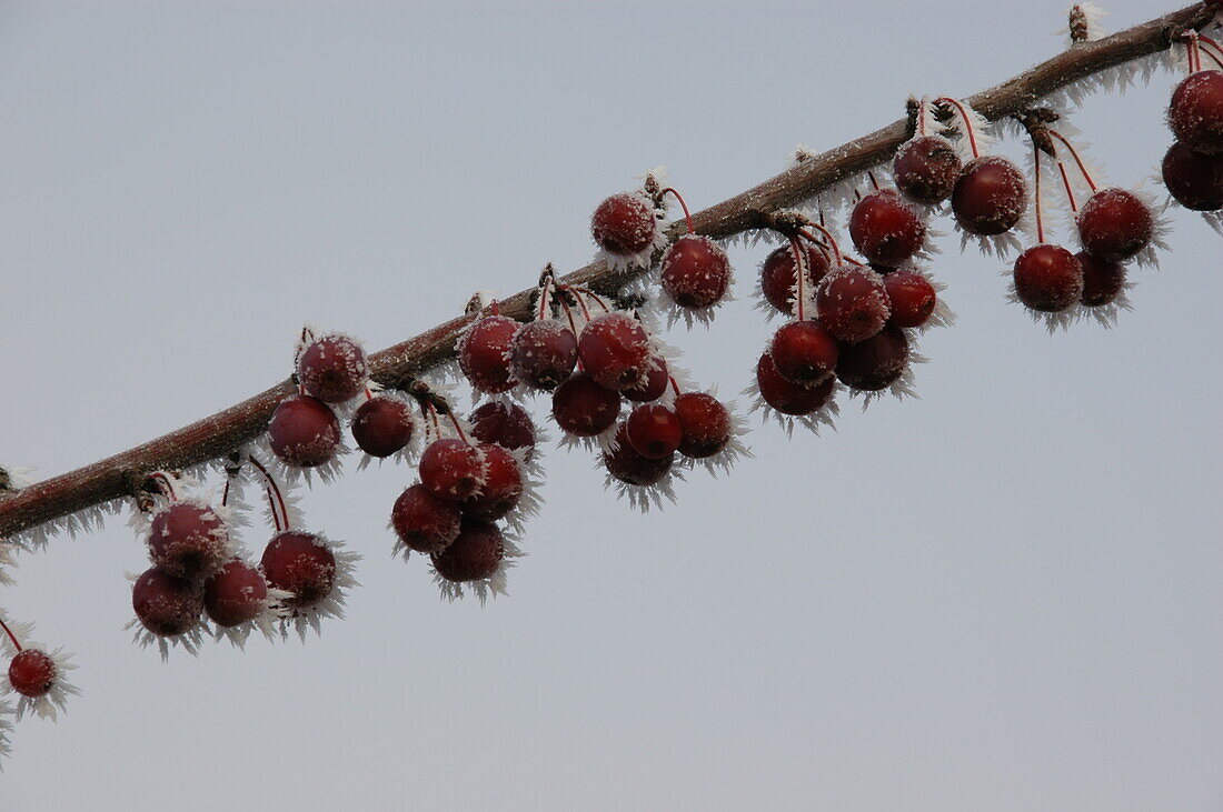 Malus 'Pomzai'