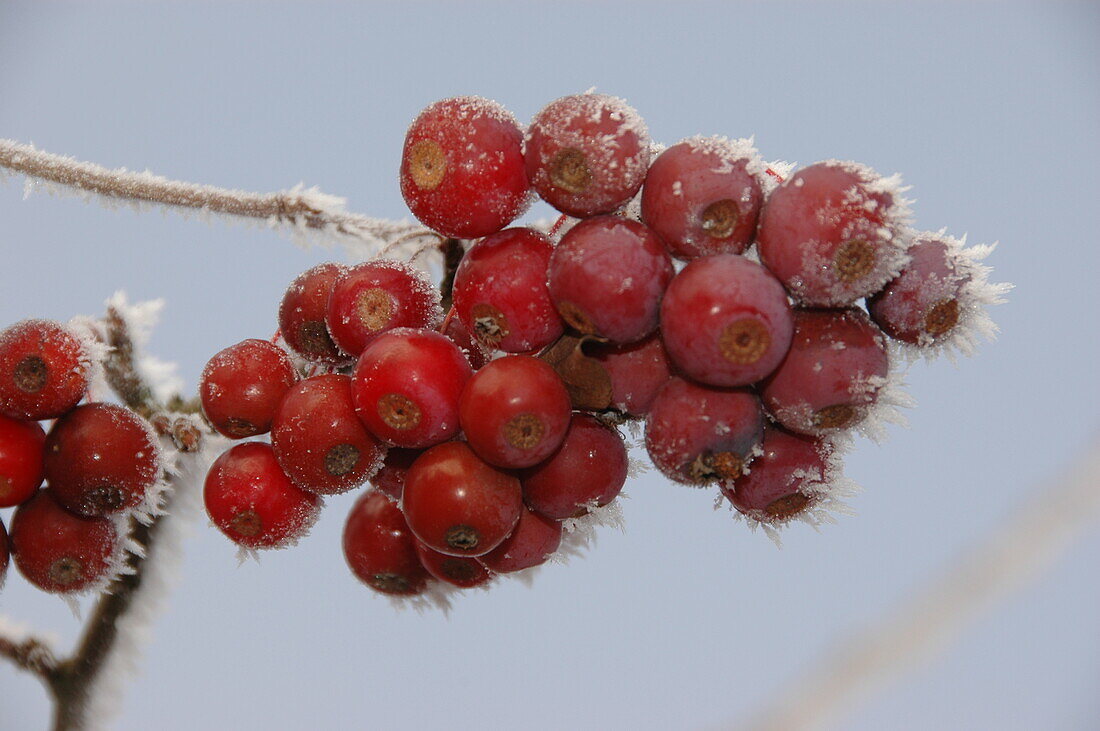 Malus 'Pomzai'