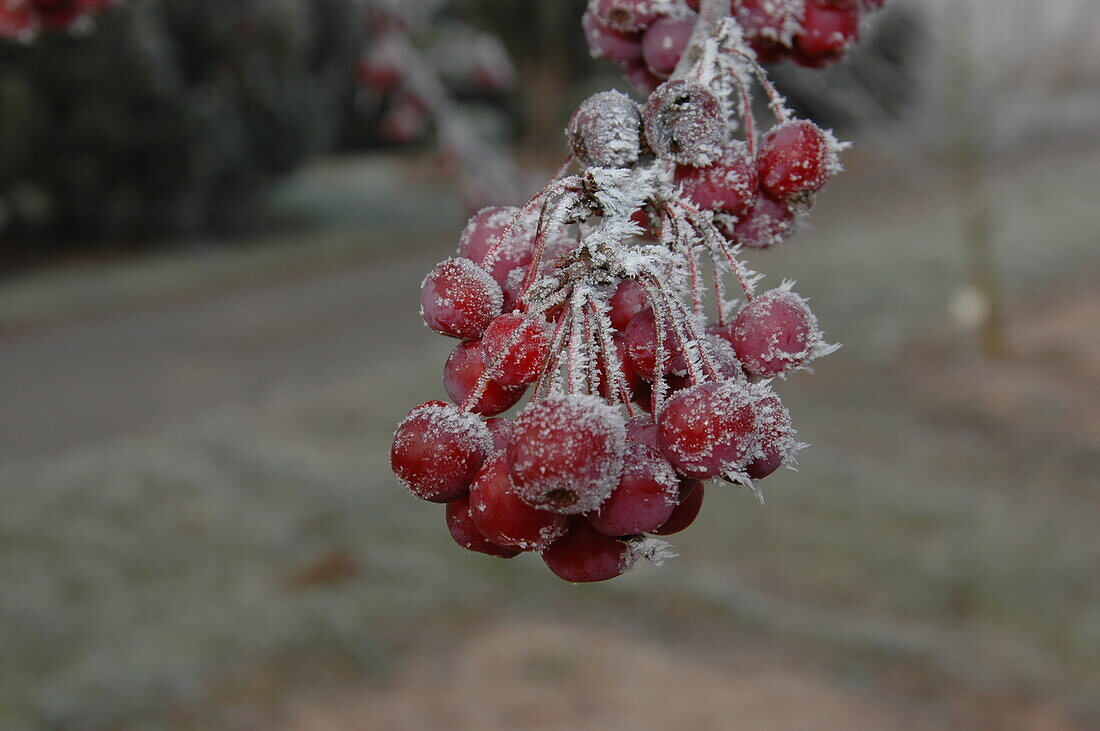 Malus 'Pomzai