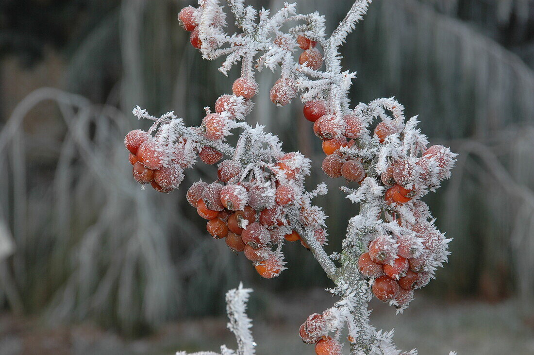 Malus 'Pomzai'