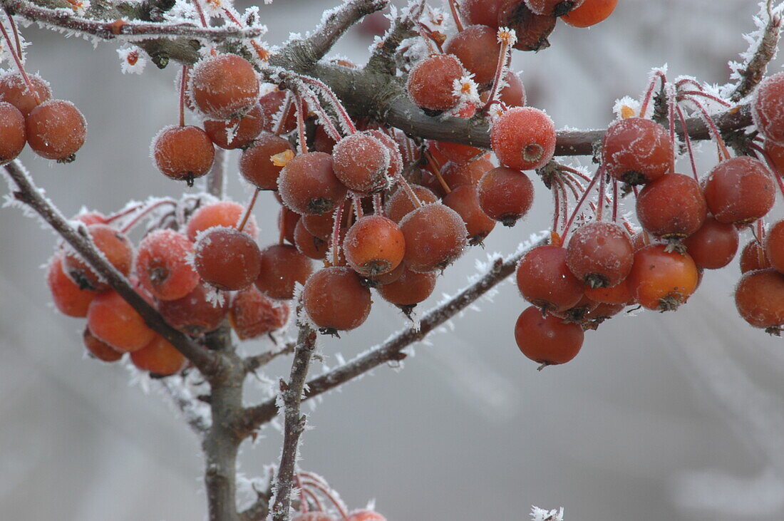 Malus 'Pomzai'