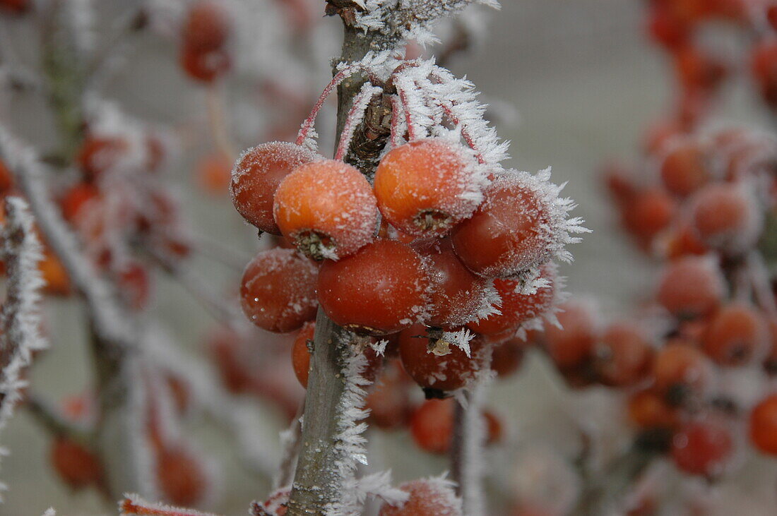 Malus 'Pomzai'