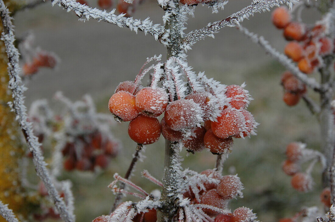 Malus 'Pomzai'