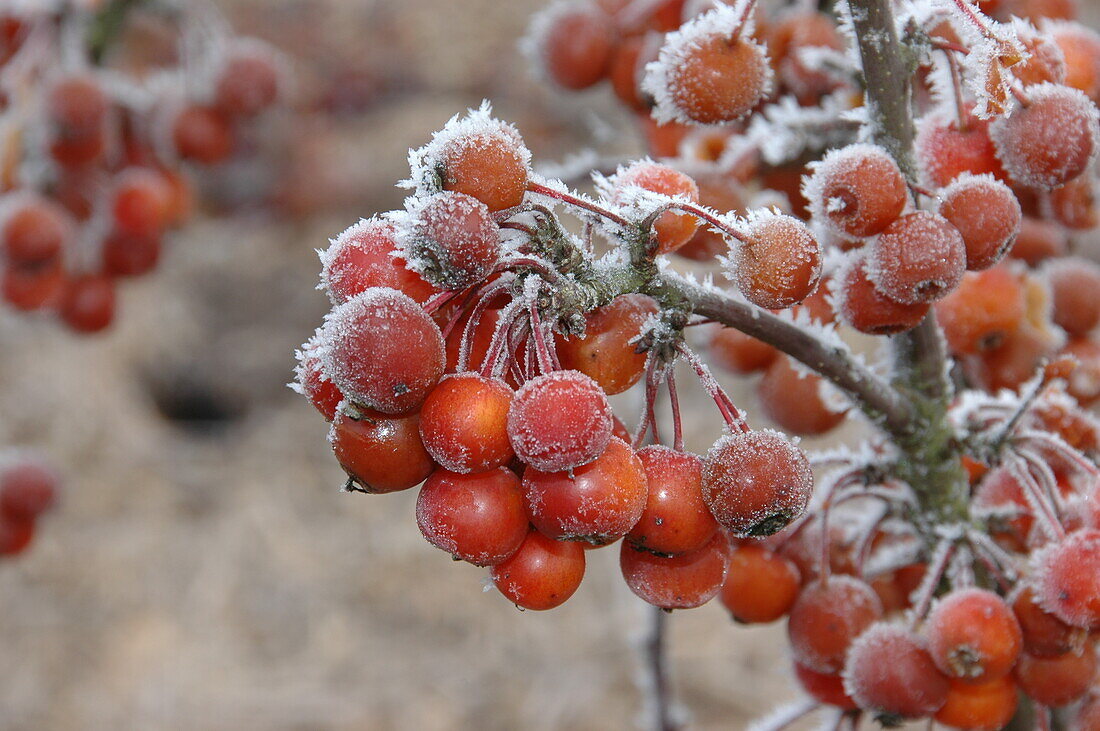 Malus 'Pom Zai'®