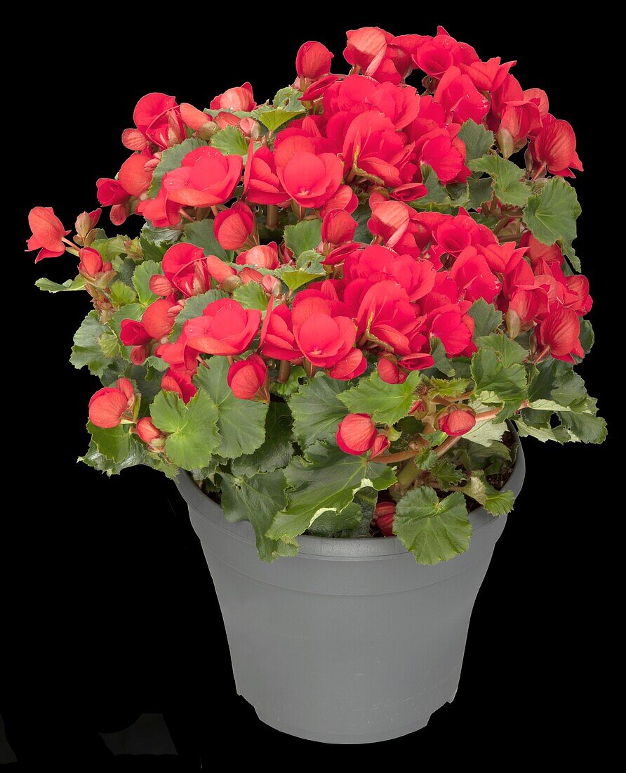 Begonia elatior, red