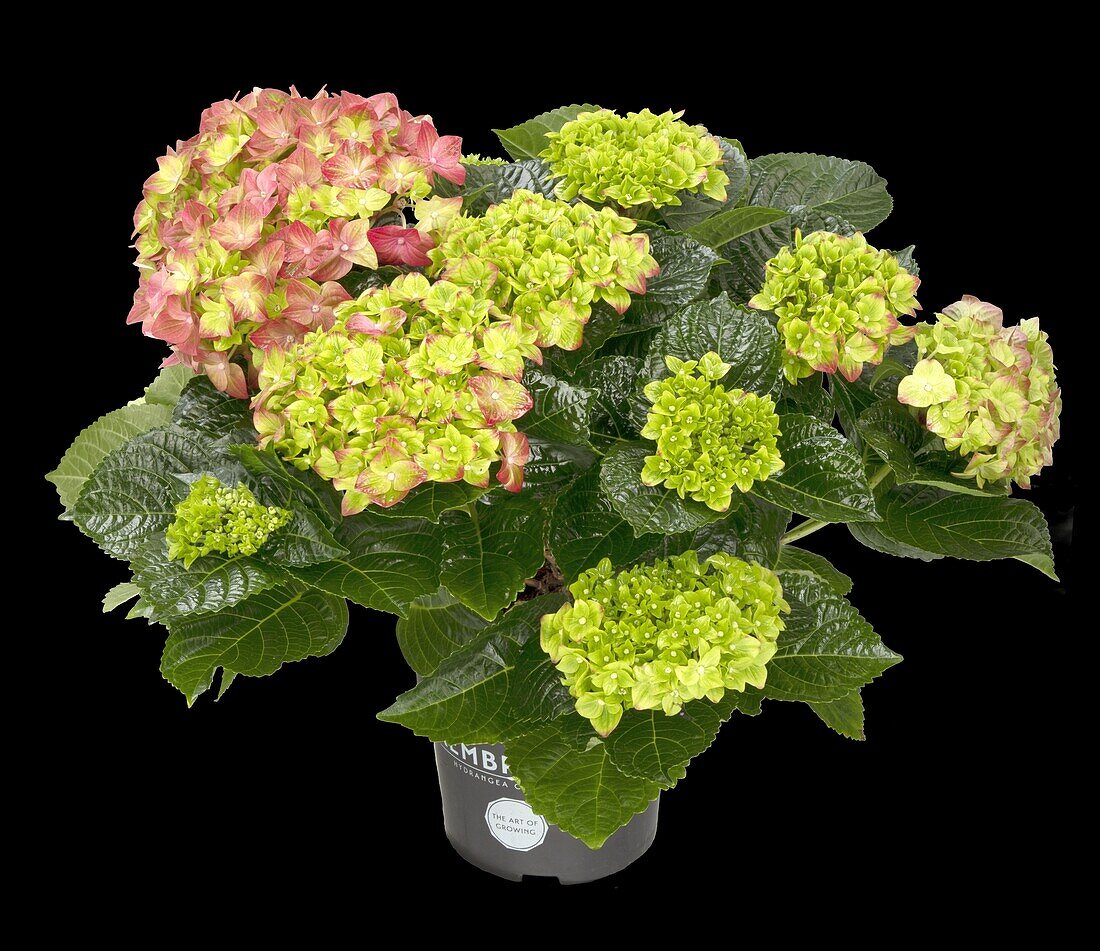 Hydrangea macrophylla 'Rembrandt'®