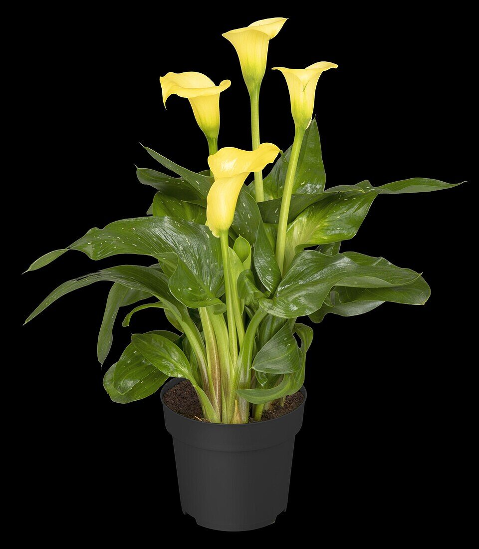 Zantedeschia aethiopica, gelb