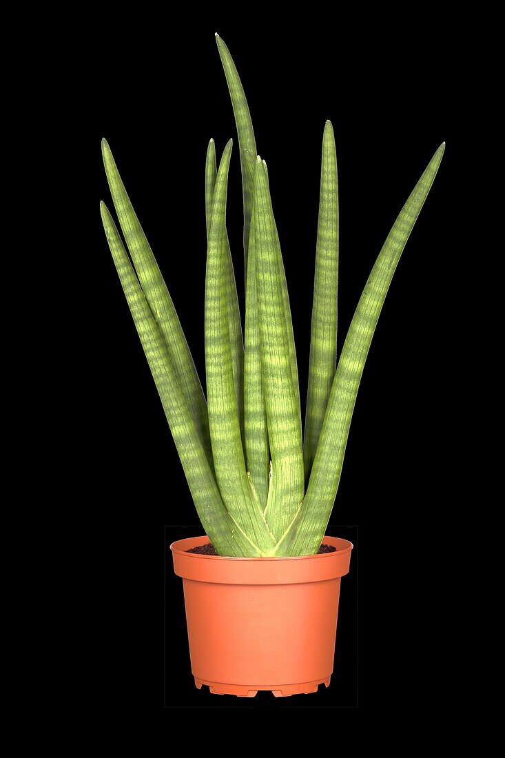 Sansevieria cylindrica