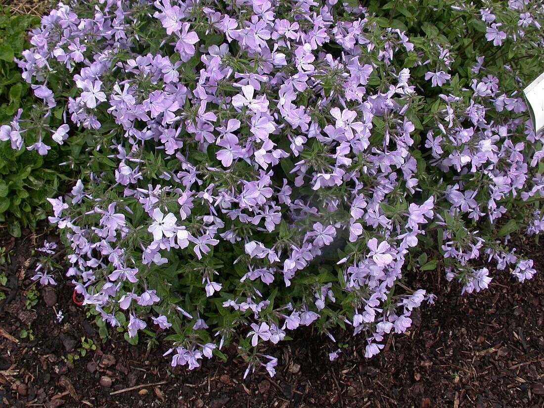 Phlox divaricata Virginia Lady