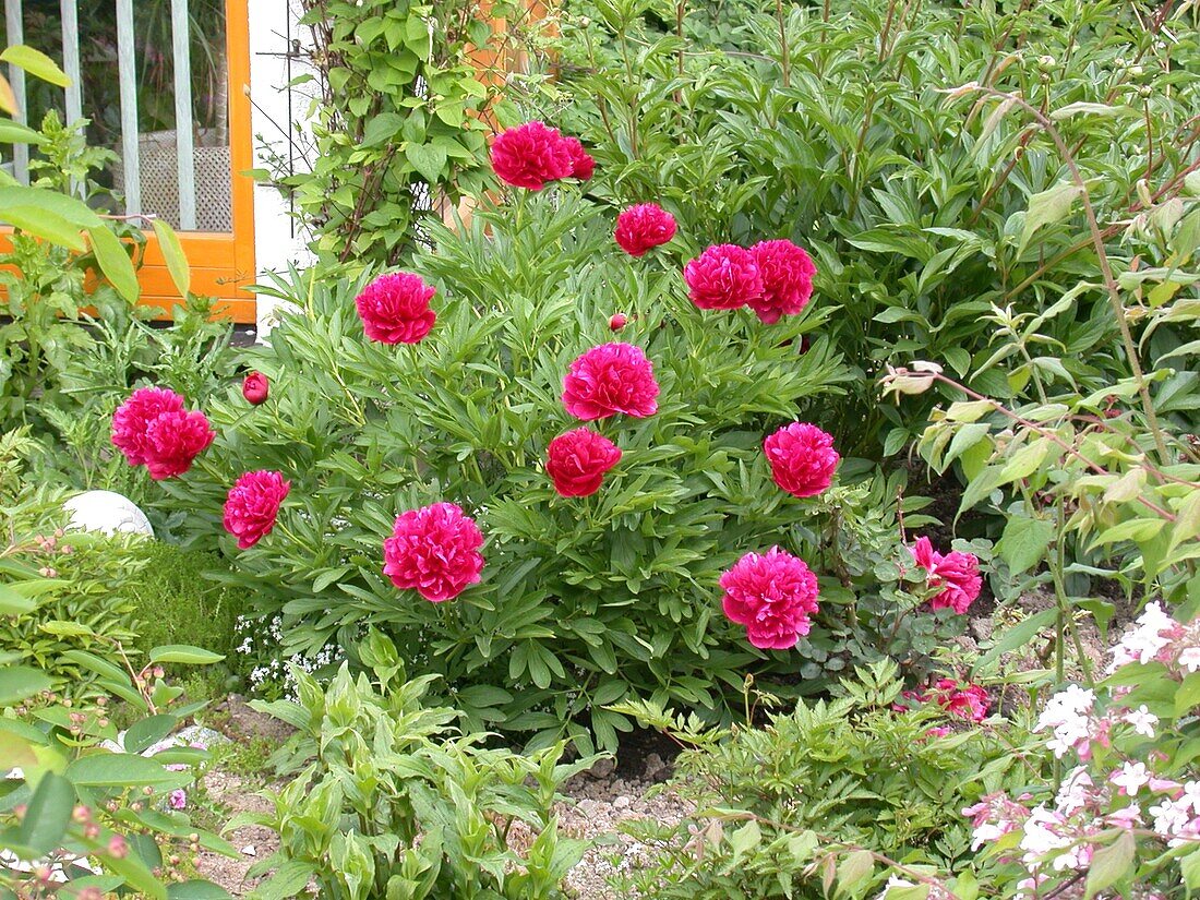 Paeonia lactiflora, red