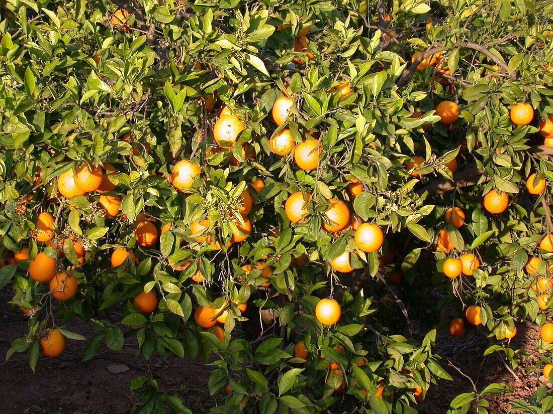 Citrus sinensis