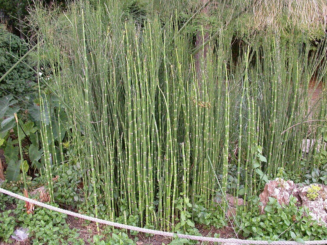 Equisetum hyemale