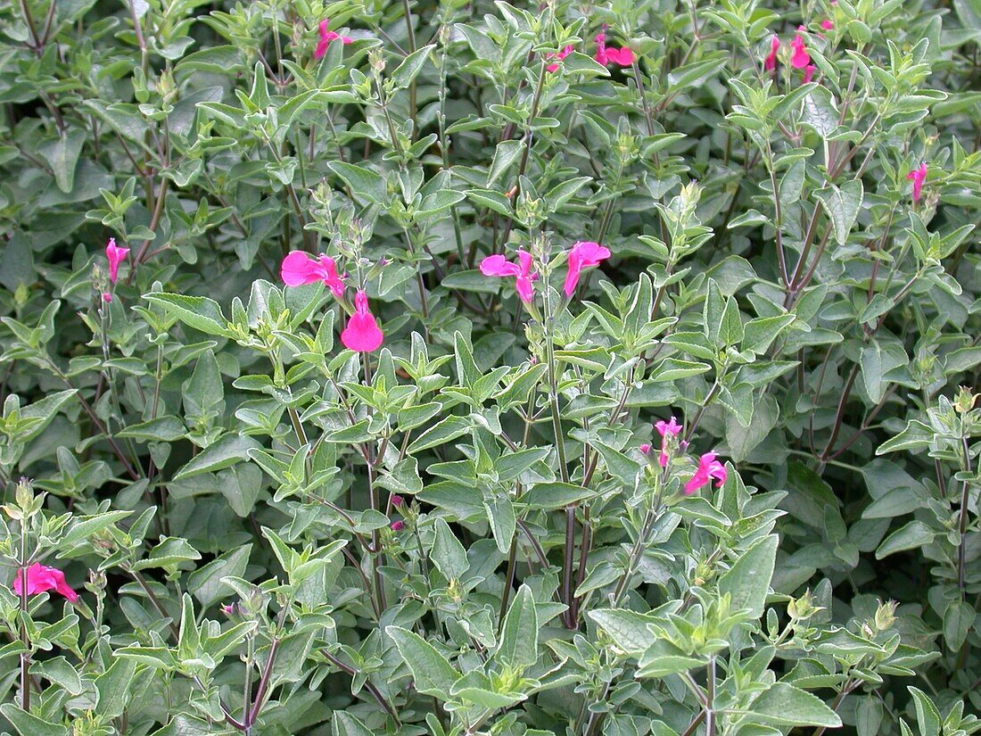 Salvia greggii