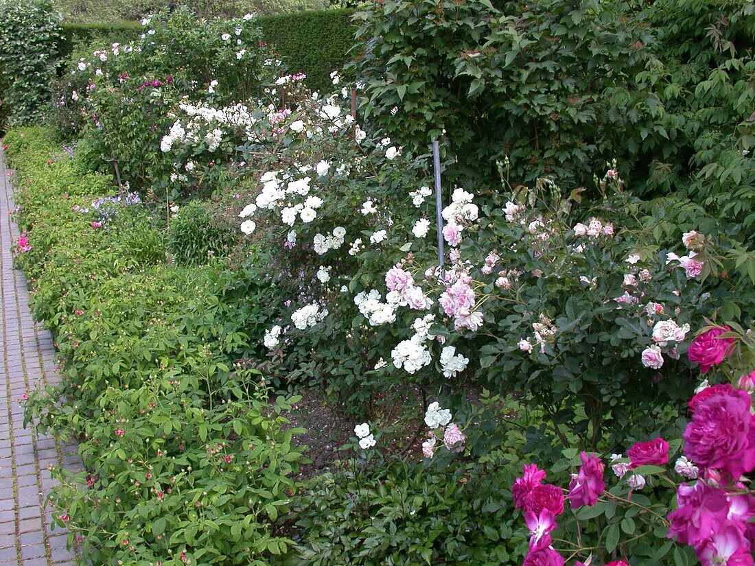 Rose bed