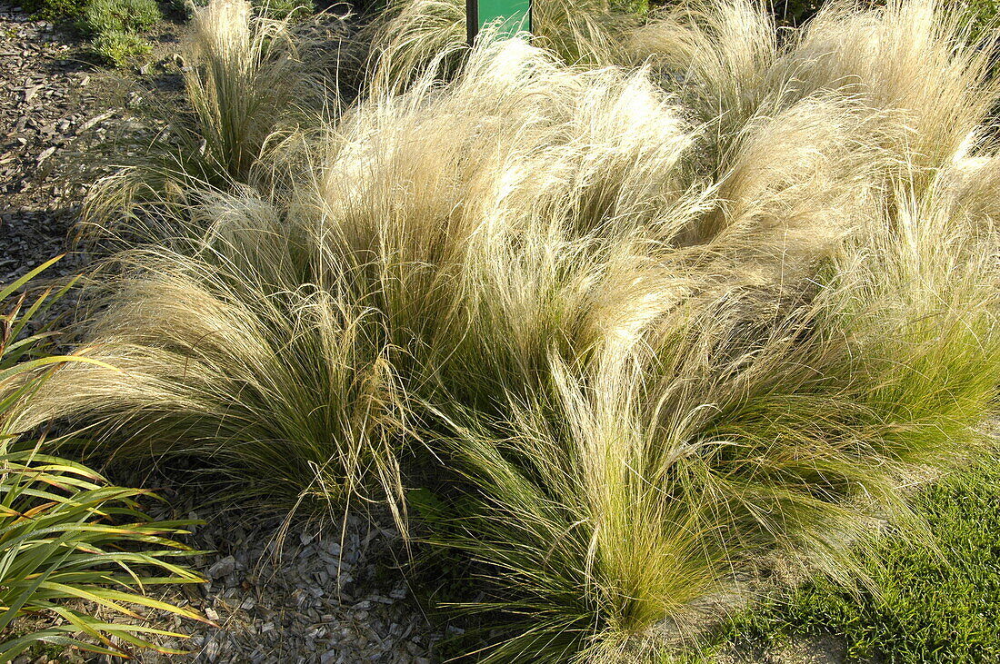 Stipa tenuissima