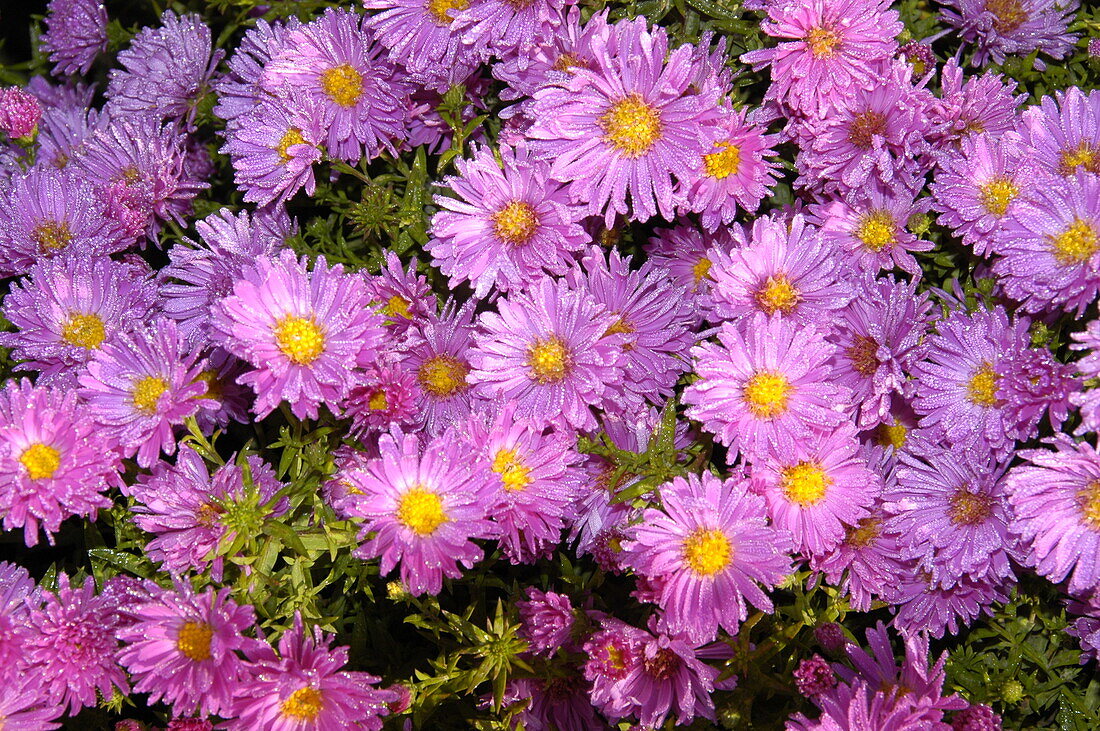 Aster dumosus 'Kassel'