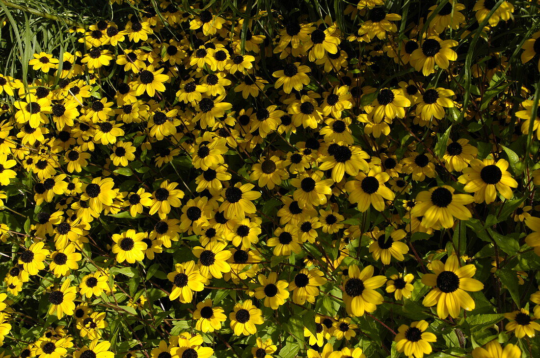 Rudbeckia triloba