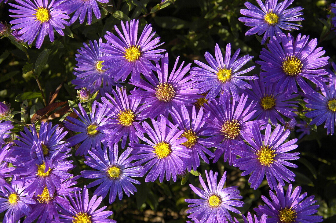 Aster amellus 'Wroclaw