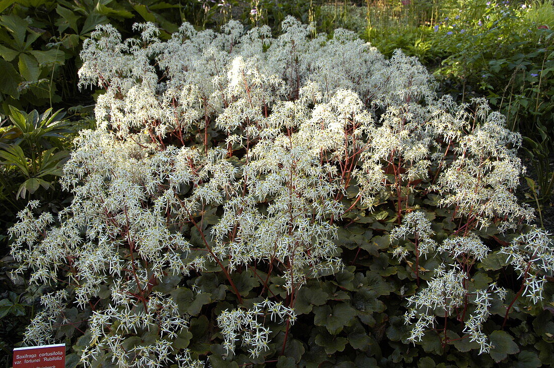 Saxifraga cortusifolia var. fortunei 'Rubrifolia'