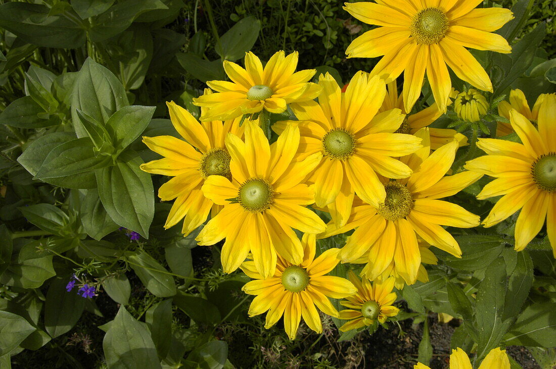 Rudbeckia hirta 'Prairie Sun'