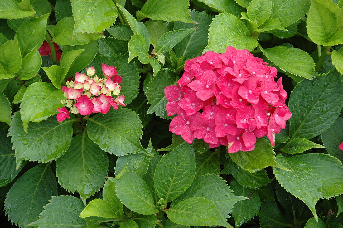 Hydrangea machrophylla, pink-red