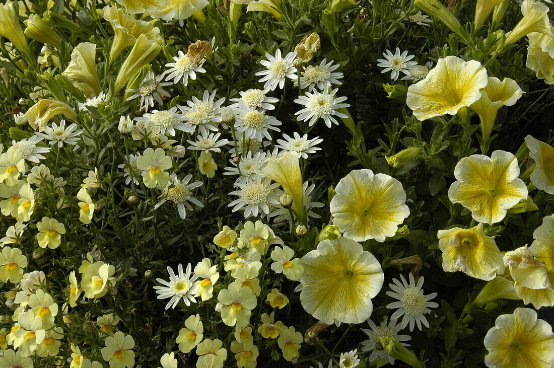 Argyranthemum frutescens 'Monroe Lemon Anemon'