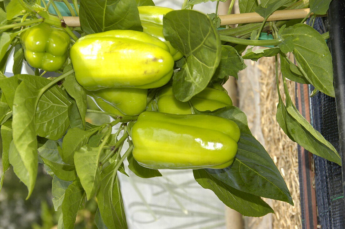 Grüne Blockpaprika