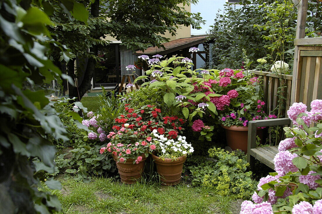 Gartenansicht mit Hortensien