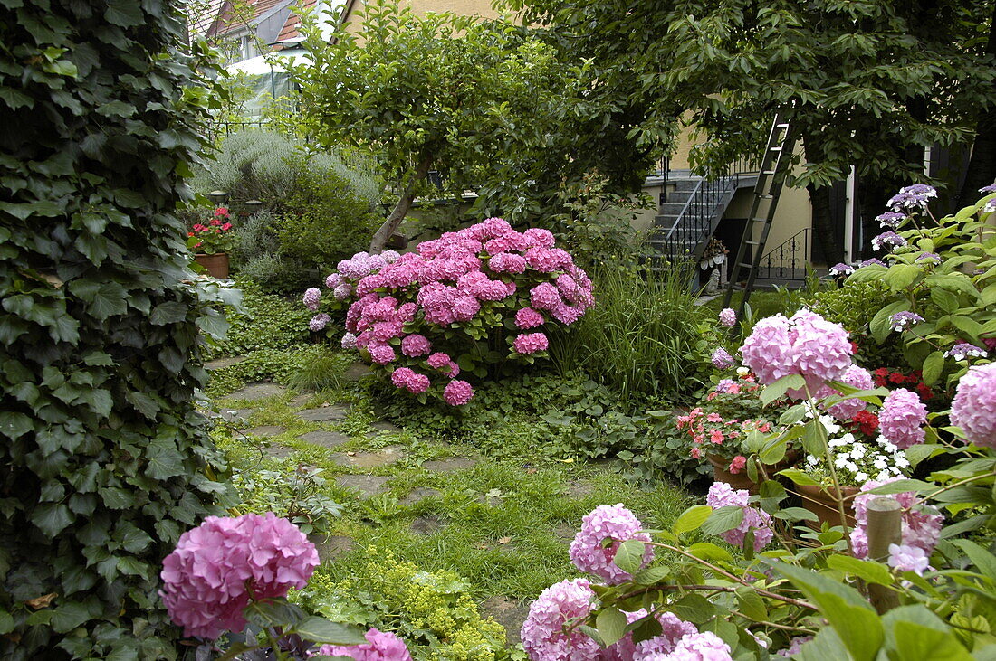 Garden view with hydrangeas