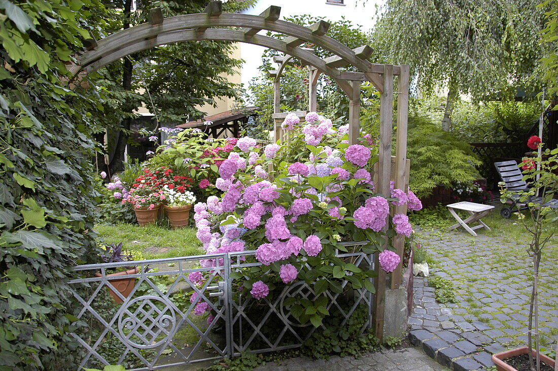 Gartenansicht mit Hortensien