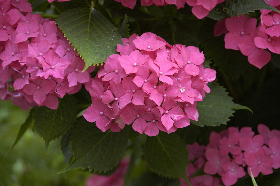 Hydrangea macrophylla, rosa