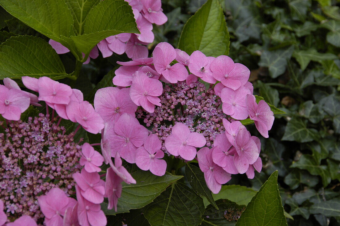 Hydrangea macrophylla, rosa Tellerblüten