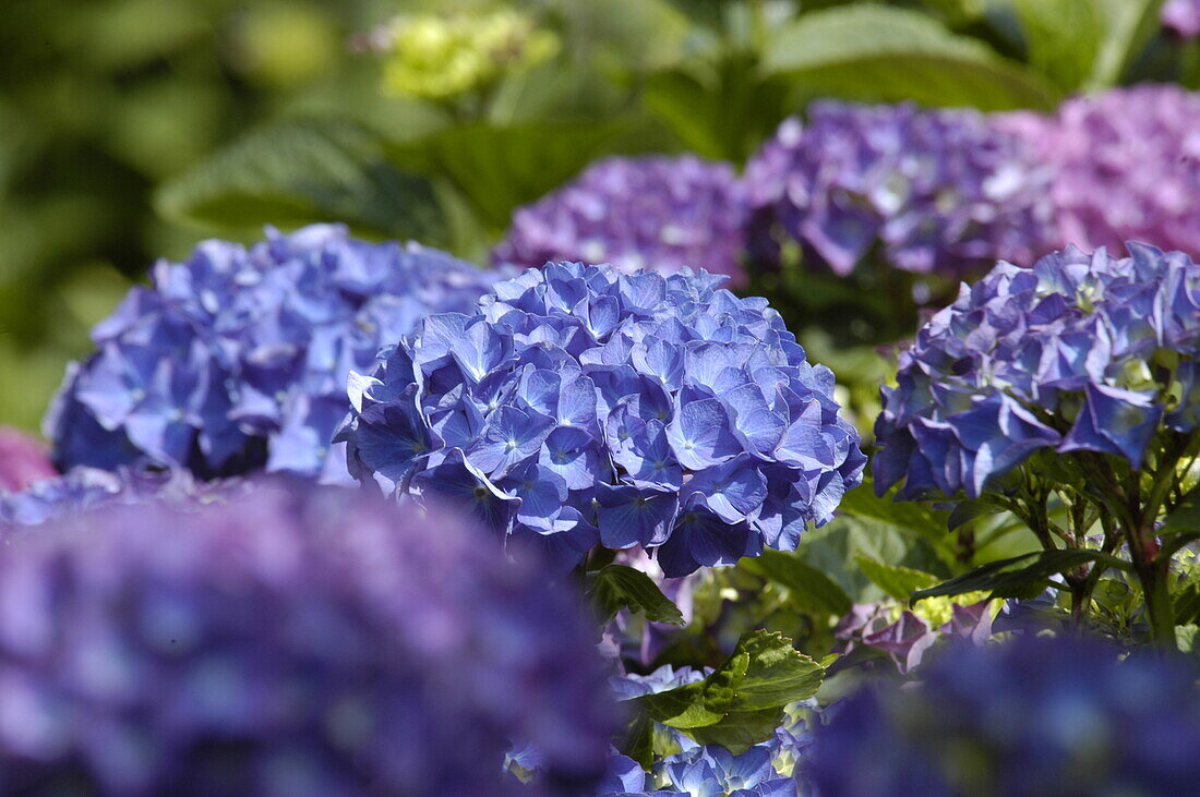 Hydrangea macrophylla, blau