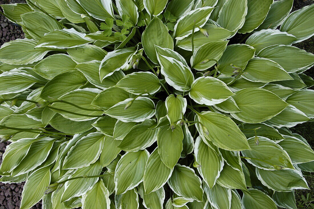 Hosta