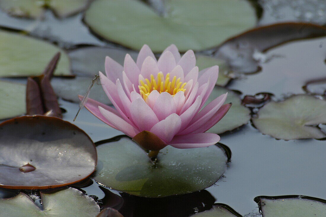 Nymphaea, rosa