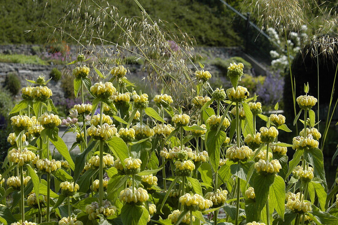 Phlomis russeliana