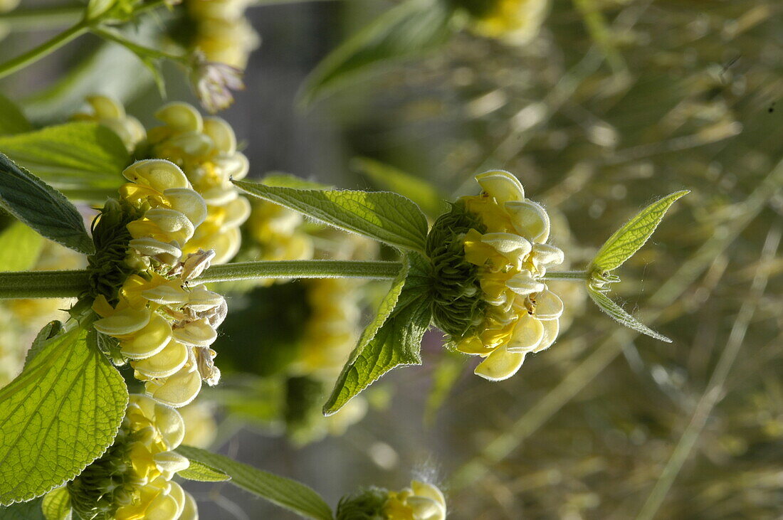 Phlomis russeliana