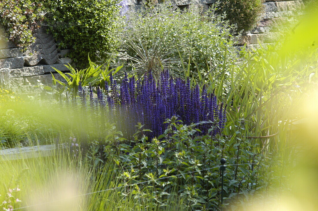 Salvia nemorosa, blue