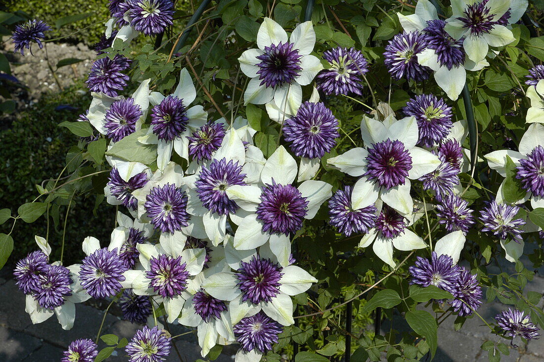 Clematis florida var. sieboldiana