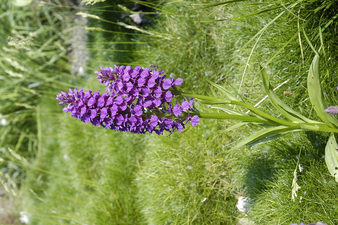 Dactylorhiza majalis