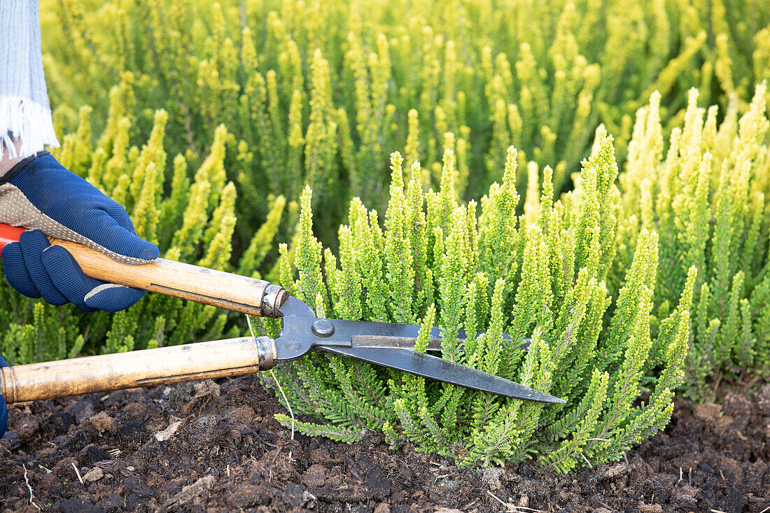 Calluna Vulgaris 'Zipi'