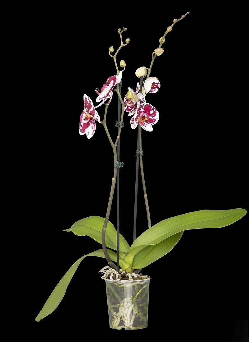 Phalaenopsis, zweifarbig