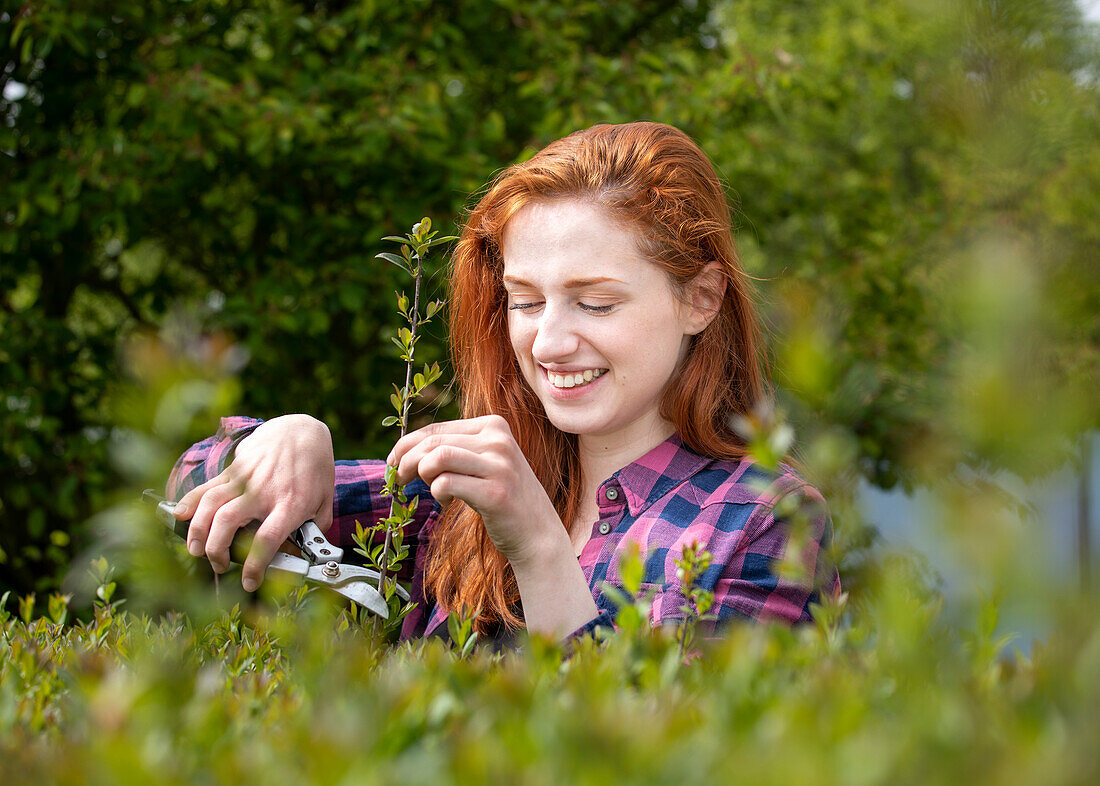 Hedge trimming