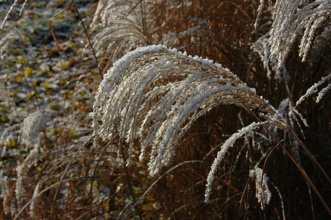 Miscanthus sinensis 'Sioux